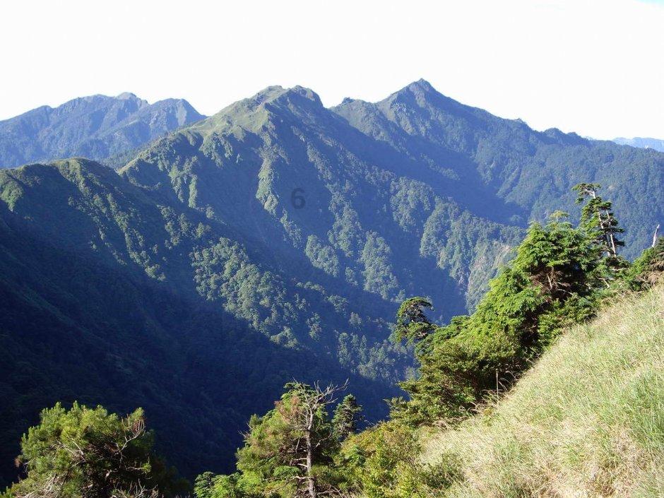 除虫大师